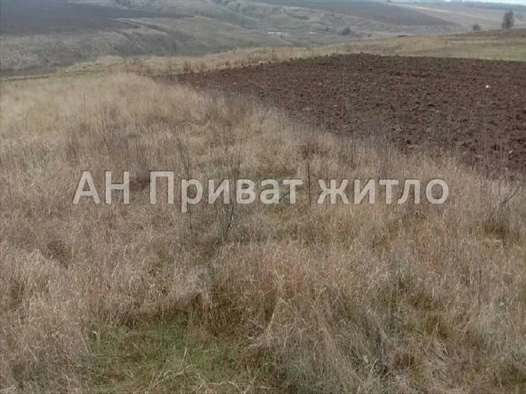 Ділянка — Жуки