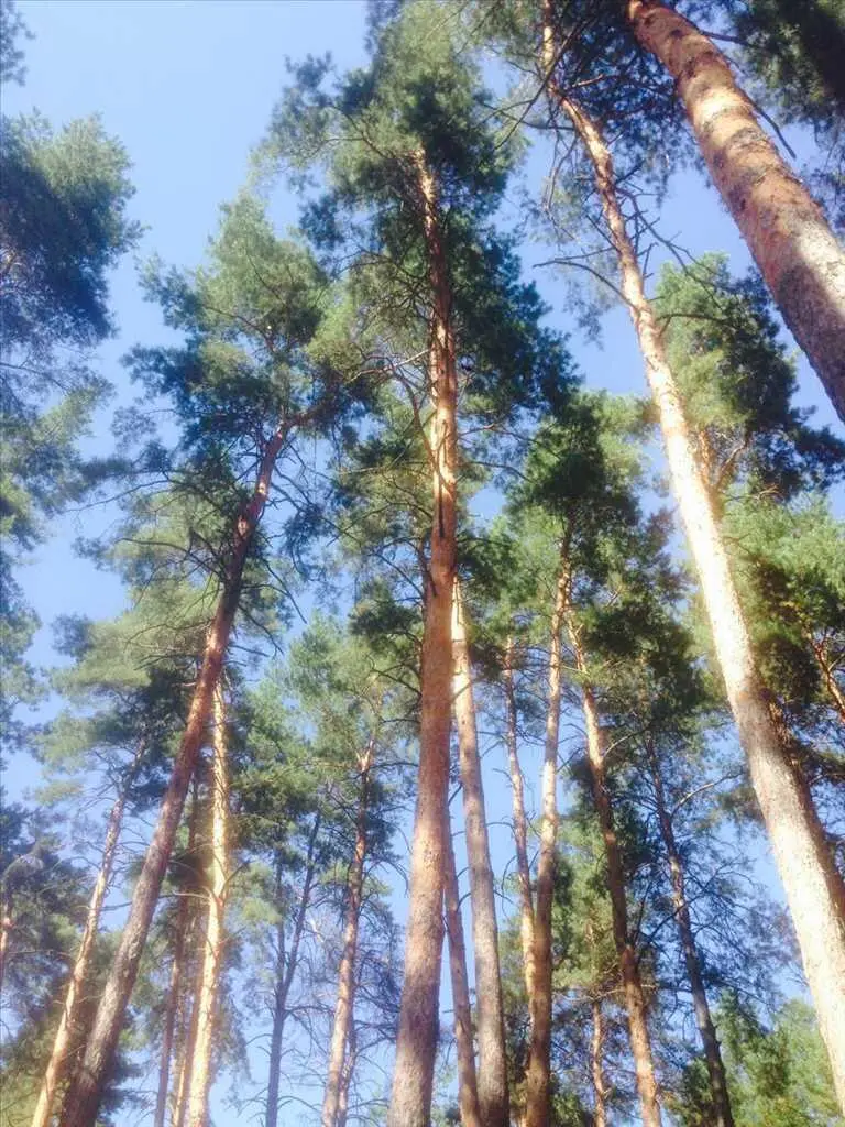 Ділянка — Вакуленці