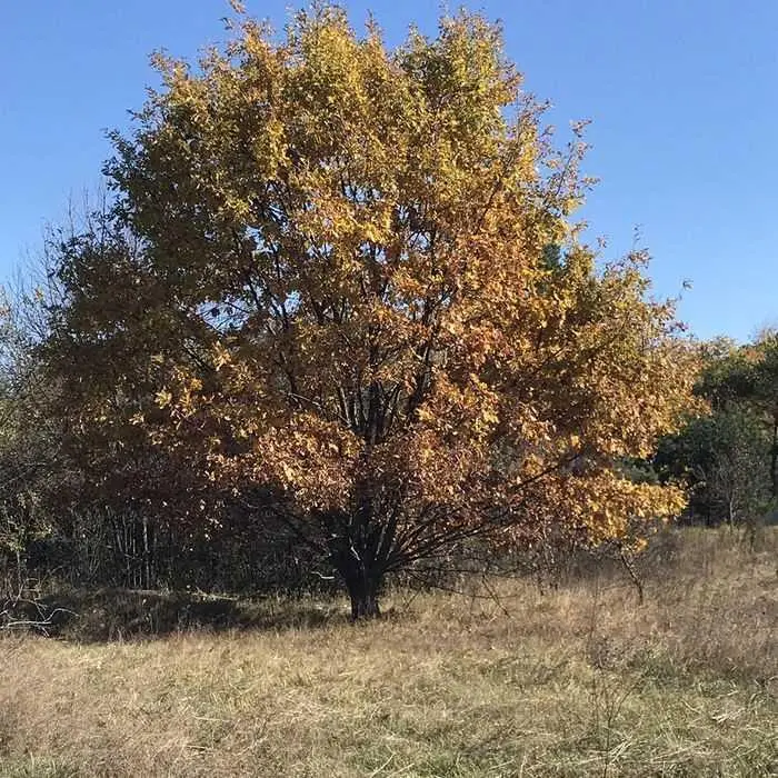 Ділянка — Петрівка