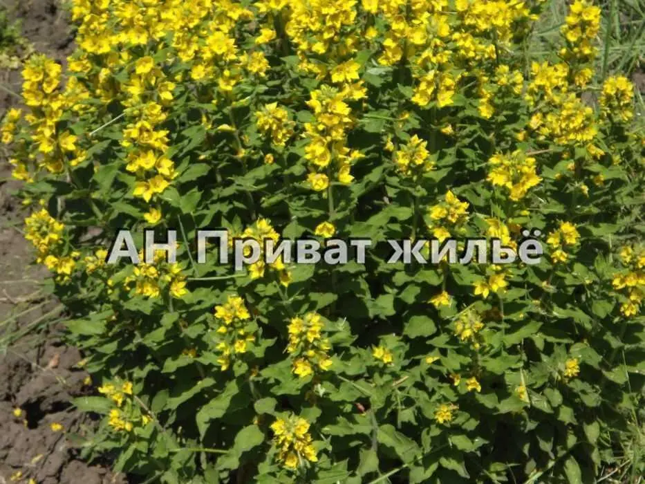 Ділянка — Нижні Млини