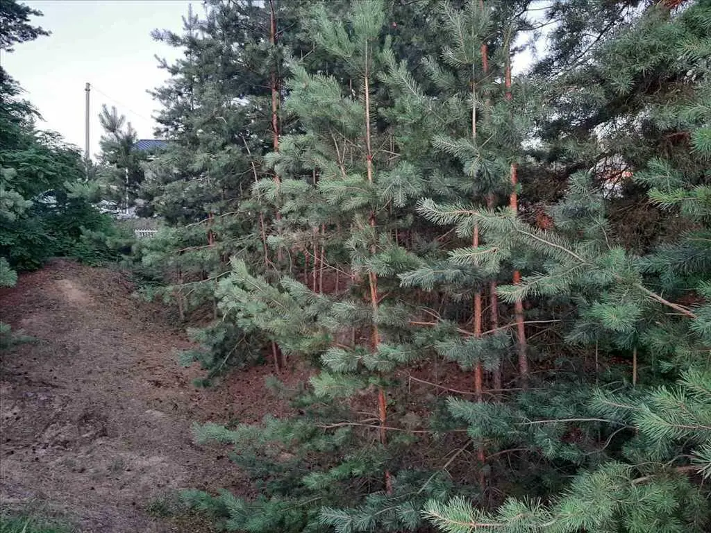 Будинок — Безручки