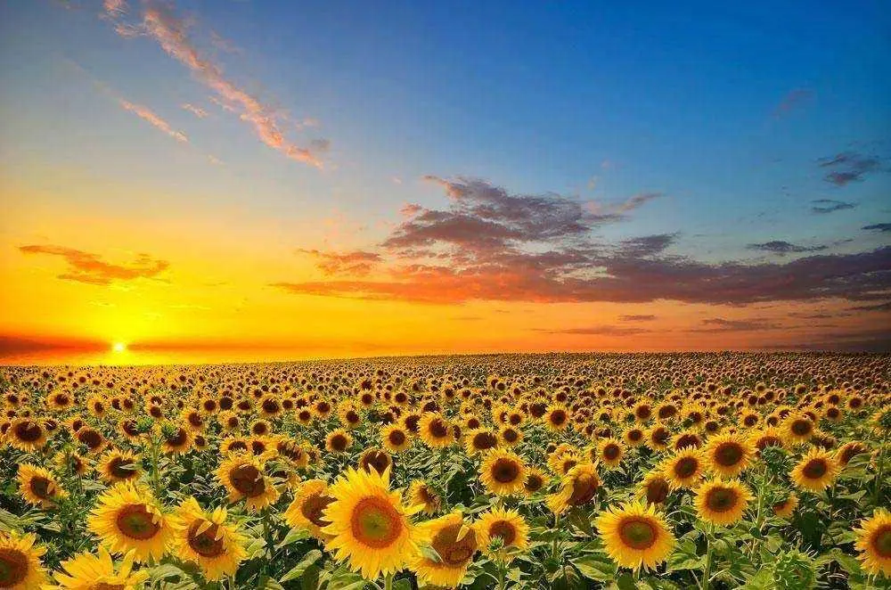 Ділянка — Шишаки