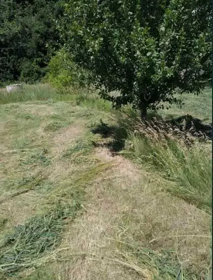 Ділянка — Жуки