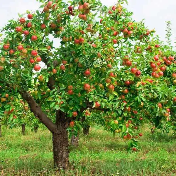 Ділянка — Вакуленці