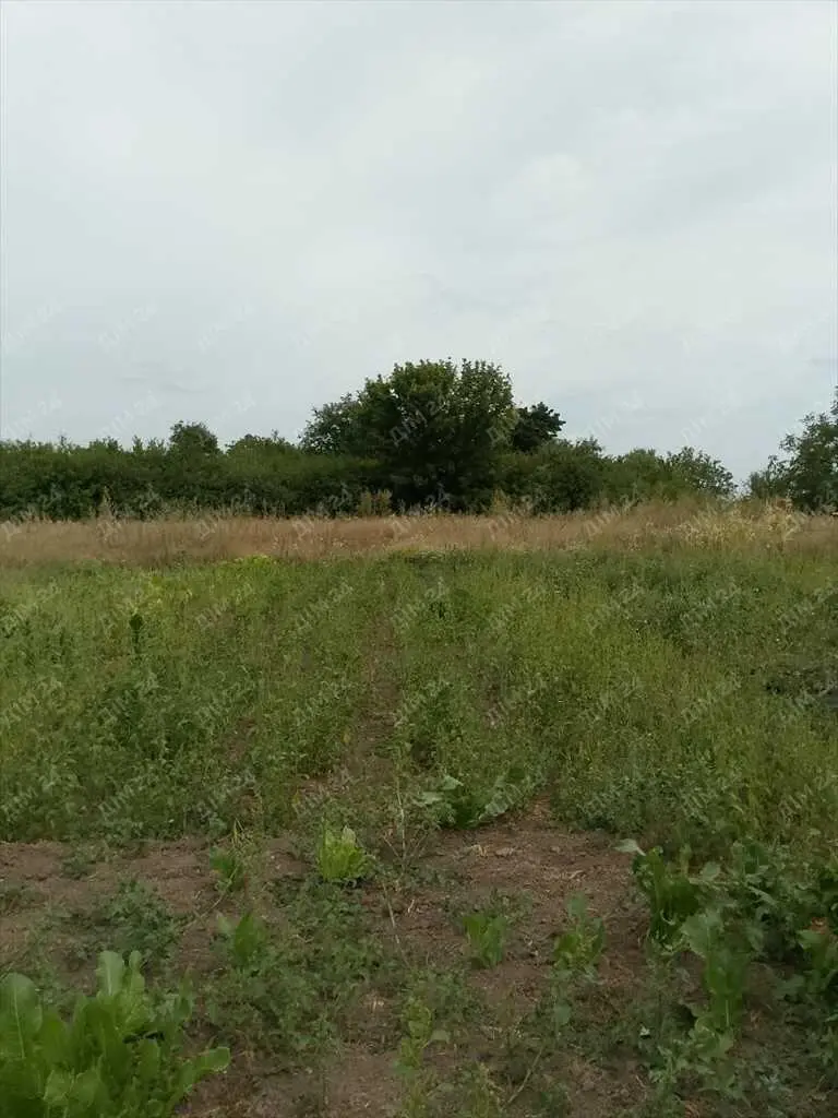Ділянка — Мачухи