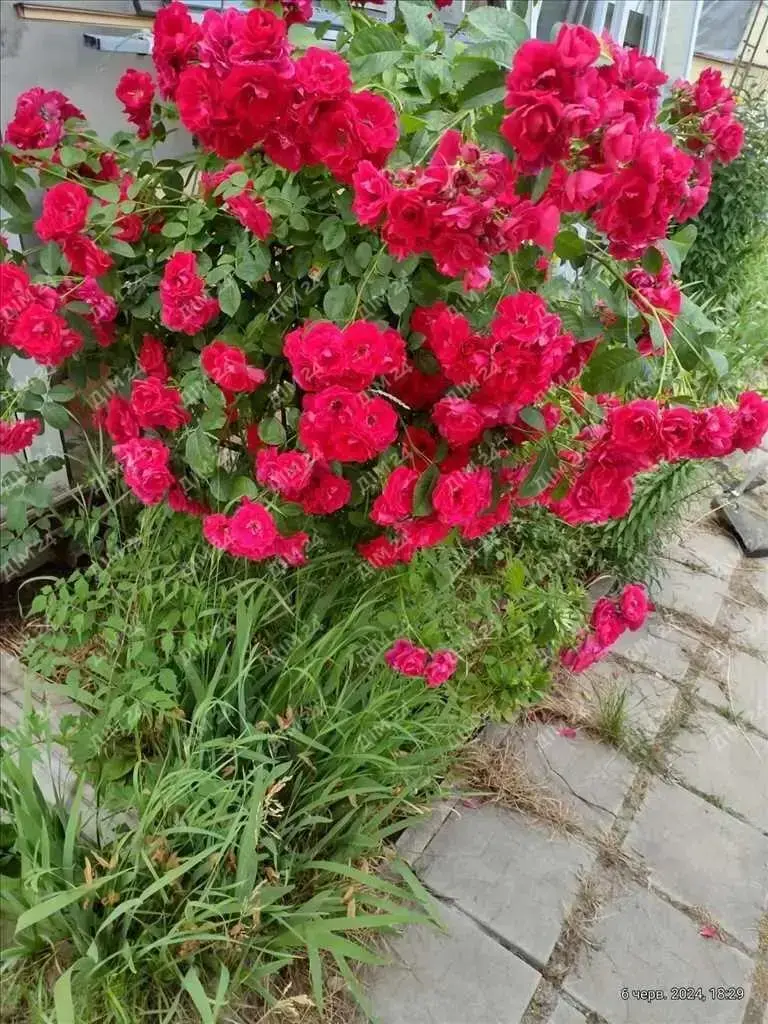 Дача — Вороніна / Затишне