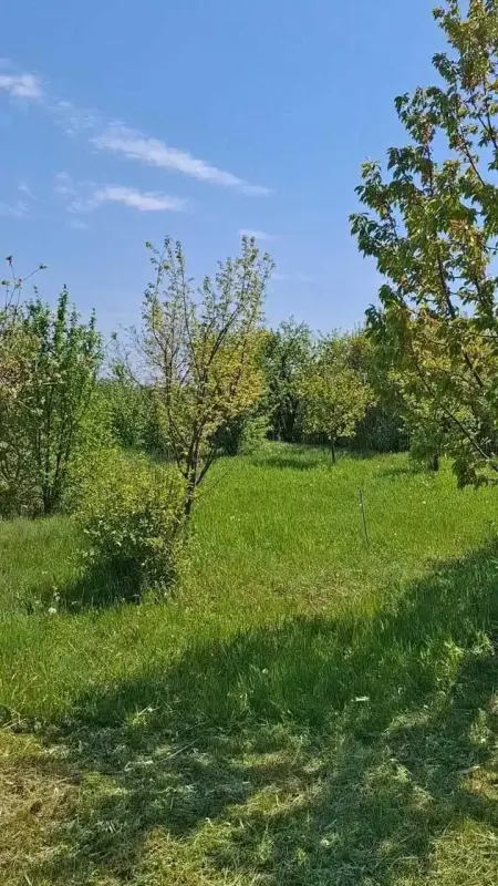 У продажу земельна ділянка з молодим садом в с. Надержинщина - 12 км по хорошій асфальтованій дорозі до міста. Ділянка постійно оброблюється, під"єднано до електромережі, вода зі свердловини. Загальна площа 28 соток, два кадастрових номери, приватизація - призначення для будіництва! На території є не капітальна господарська будівля.Детальна інформація та запис на перегляд за вказаним номером!