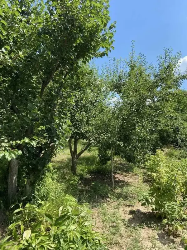 Продається чудова ділянка площею 7 соток, ідеальна для будівництва вашого дому мрії.Локація - справжня знахідка:- межує з віковим дубовим лісом,- поруч чарівний каскад ставків для риболовлі та відпочинку,- на території - вже посаджено молодий сад, що тільки починає розквітати.Це не просто ділянка - це майбутнє місце сили, спокою і натхнення.До траси Харків-Київ - 5 хвилин!Поряд зупинка "Автовокзал" - зручно для щоденних маршрутів.Торгівельні центри, магазини, інфраструктура -= все поруч!Чисте повітря, тиша, природа і водночас близькість до міста - така комбінація буває рідко.Документи готові. Торг можливий.Зателефонуйте сьогодні - і станьте на крок ближче до мрії!Ви це заслужили.