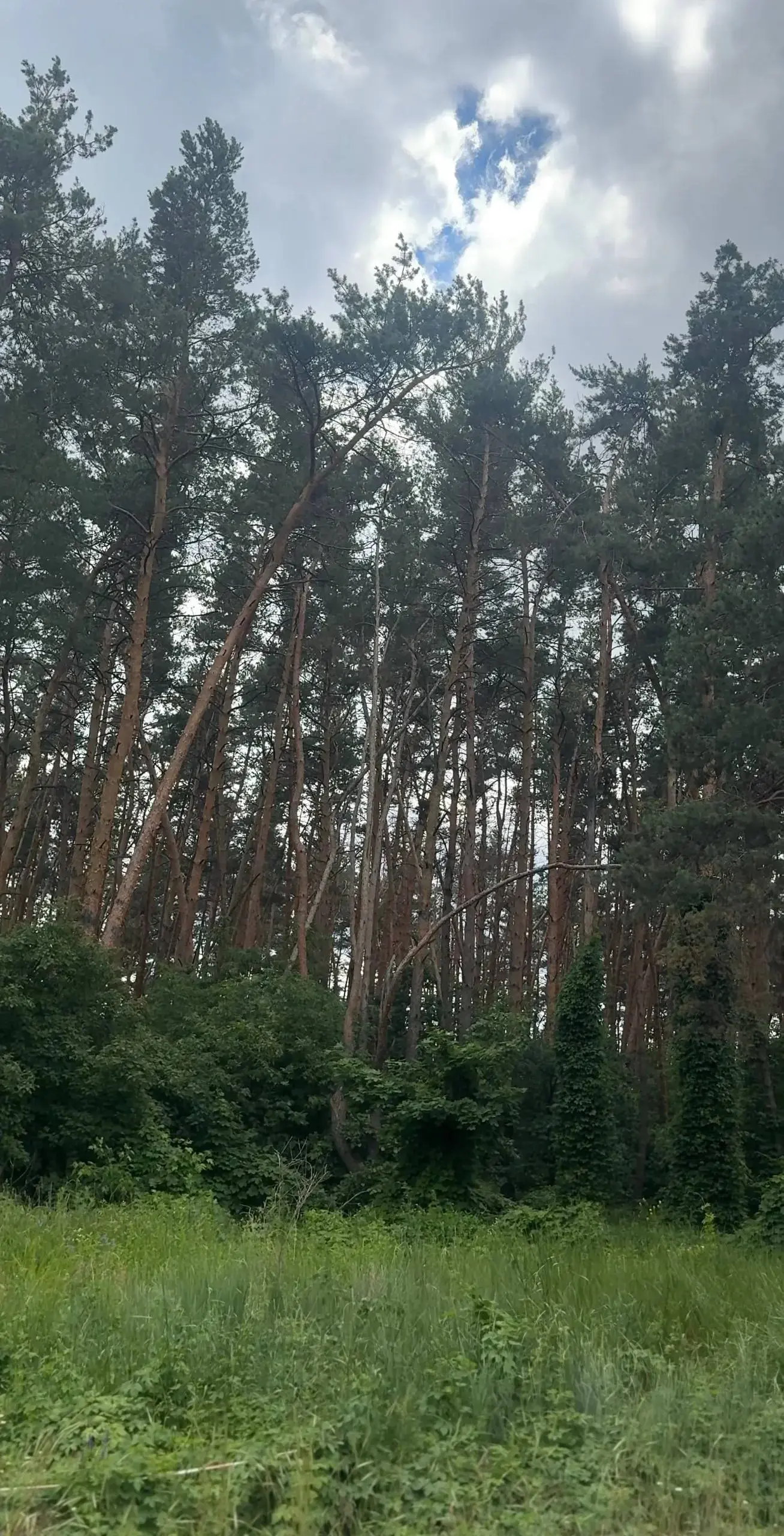 Ділянка