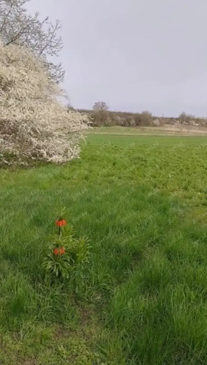 Ділянка — Нижні Вільшани