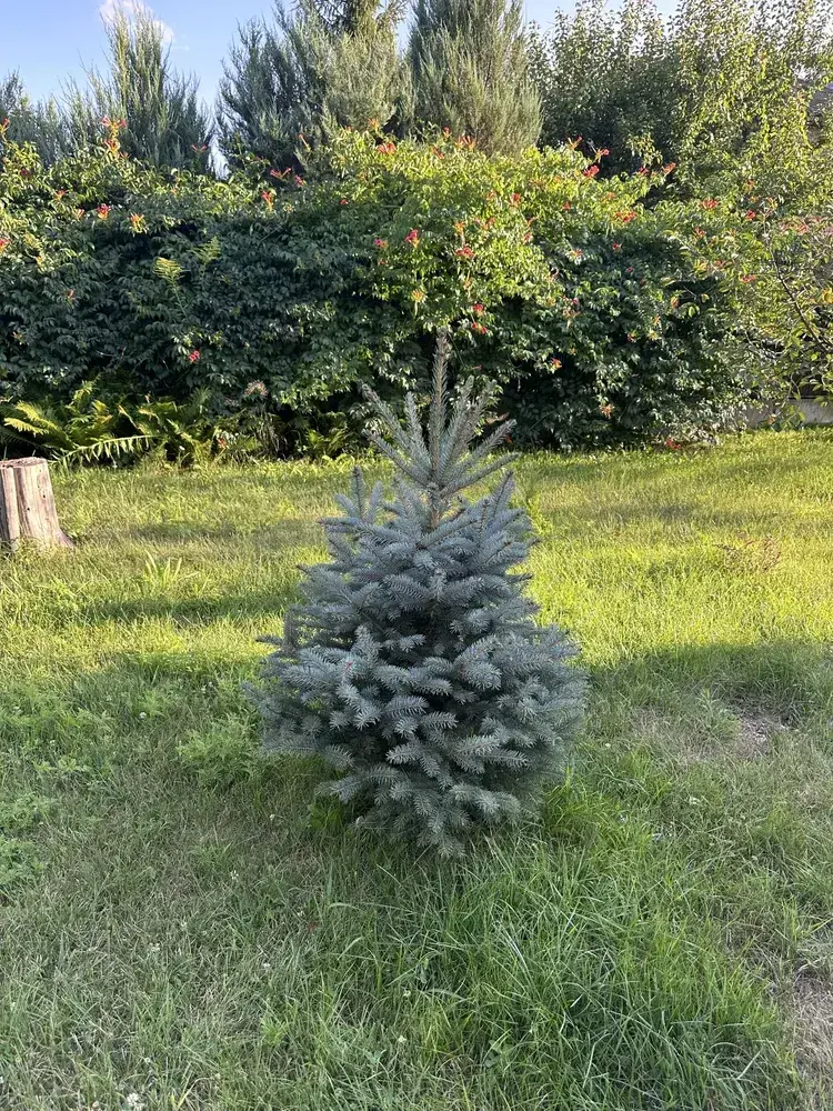 Дача