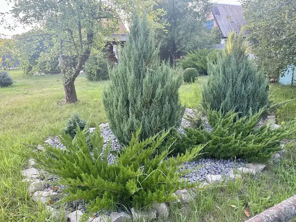 Дача — Вакуленці