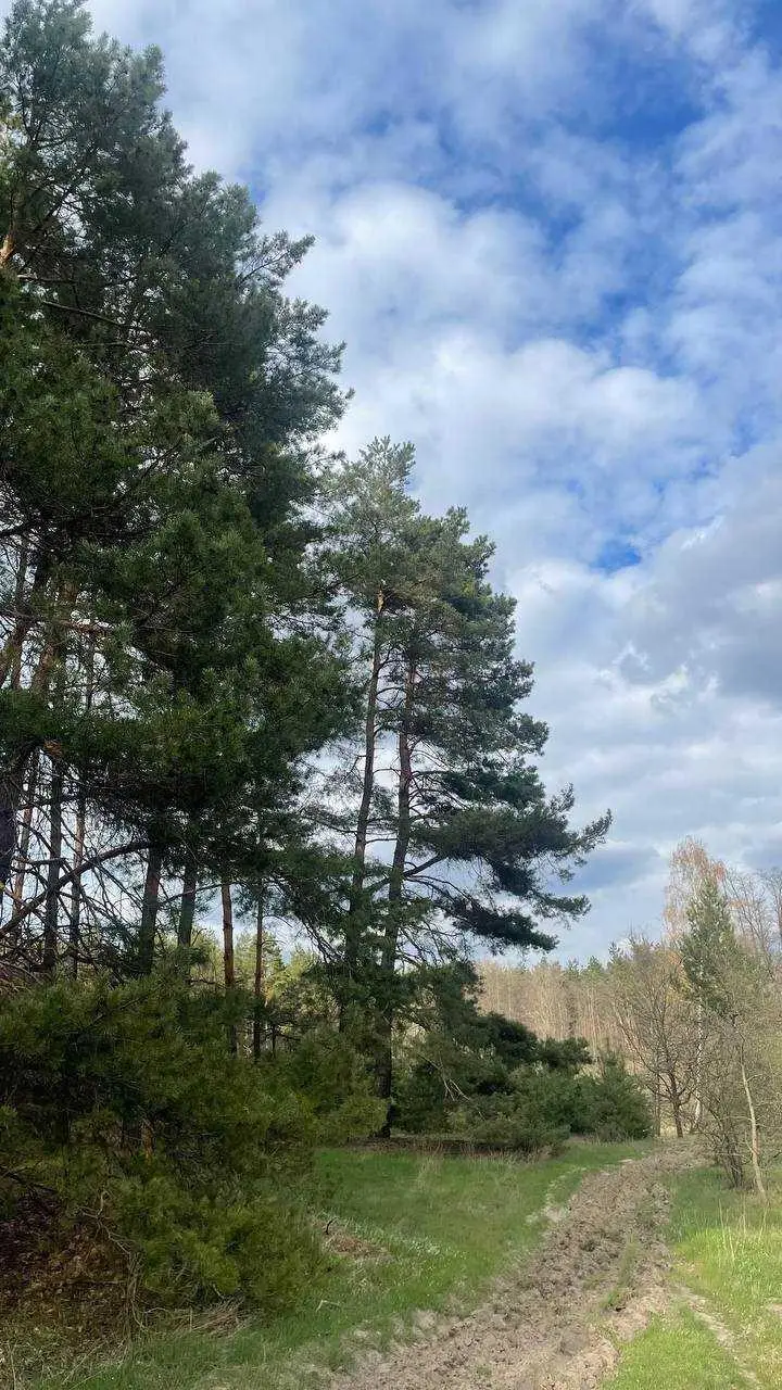 Затурине. Продаж. Земельна ділянка.