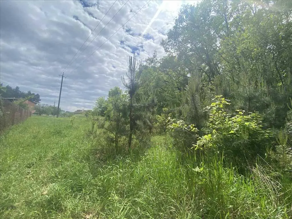 Ділянка біля соснового лісу!