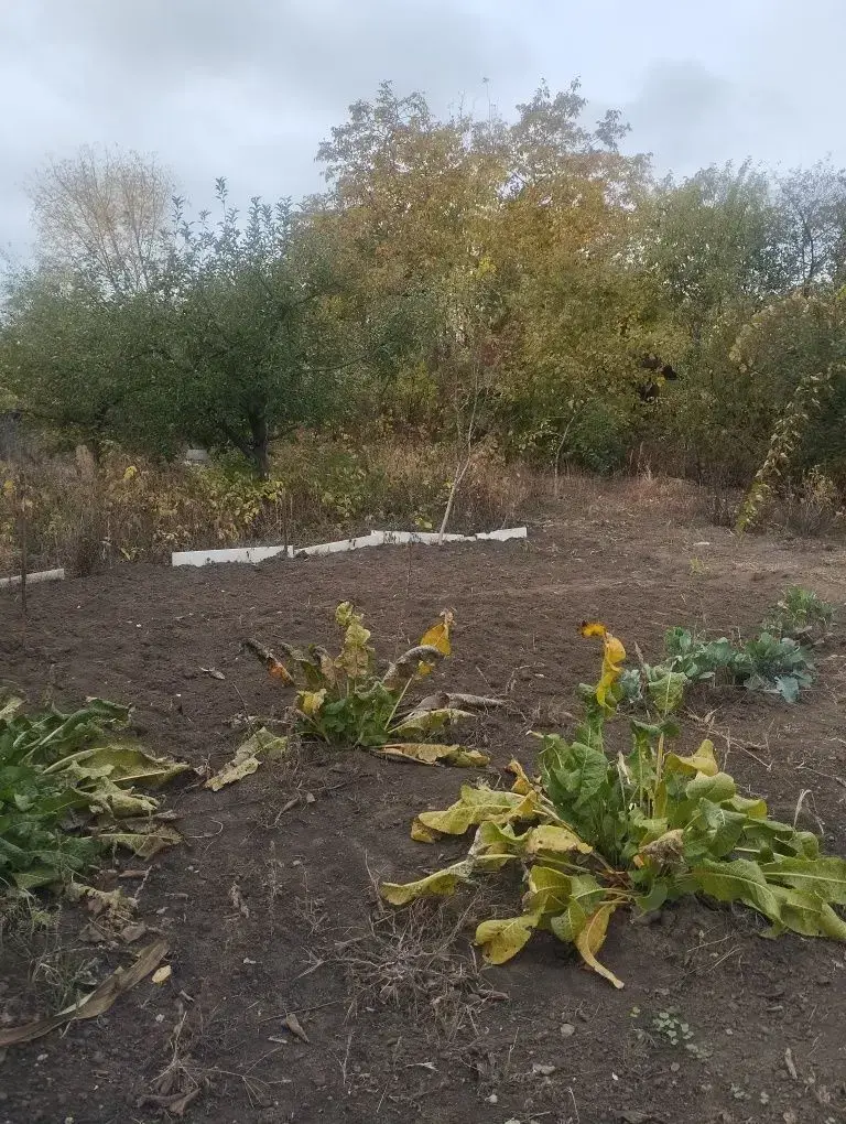 Земельна ділянка під дачу на Браїлках! 