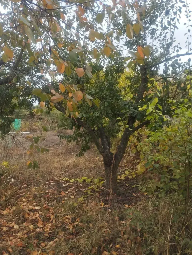 Земельна ділянка під дачу на Браїлках! 