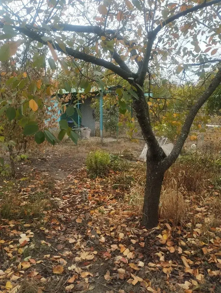 Земельна ділянка під дачу на Браїлках! 