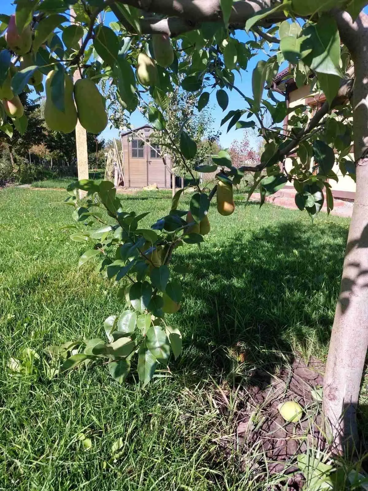 Чудова усадьба в Петрівці