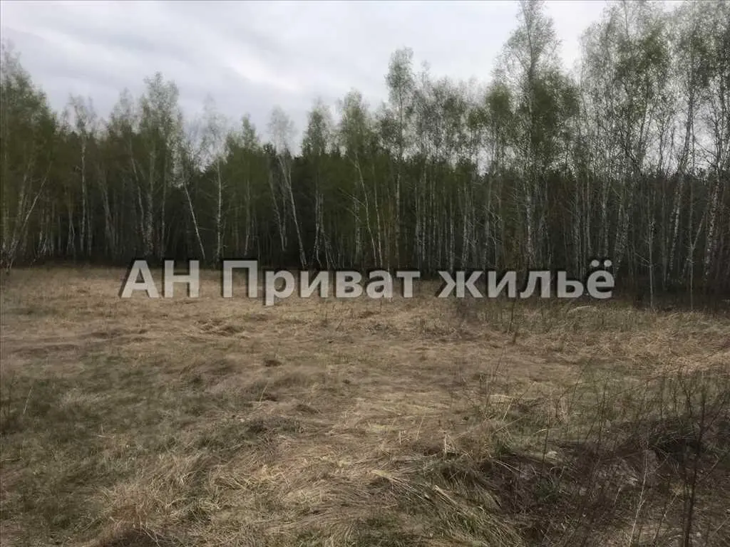 Мальовнича земельна ділянка поруч з сосновим лісом.