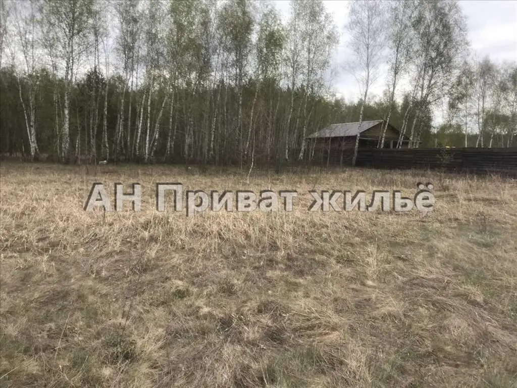 Мальовнича земельна ділянка поруч з сосновим лісом.