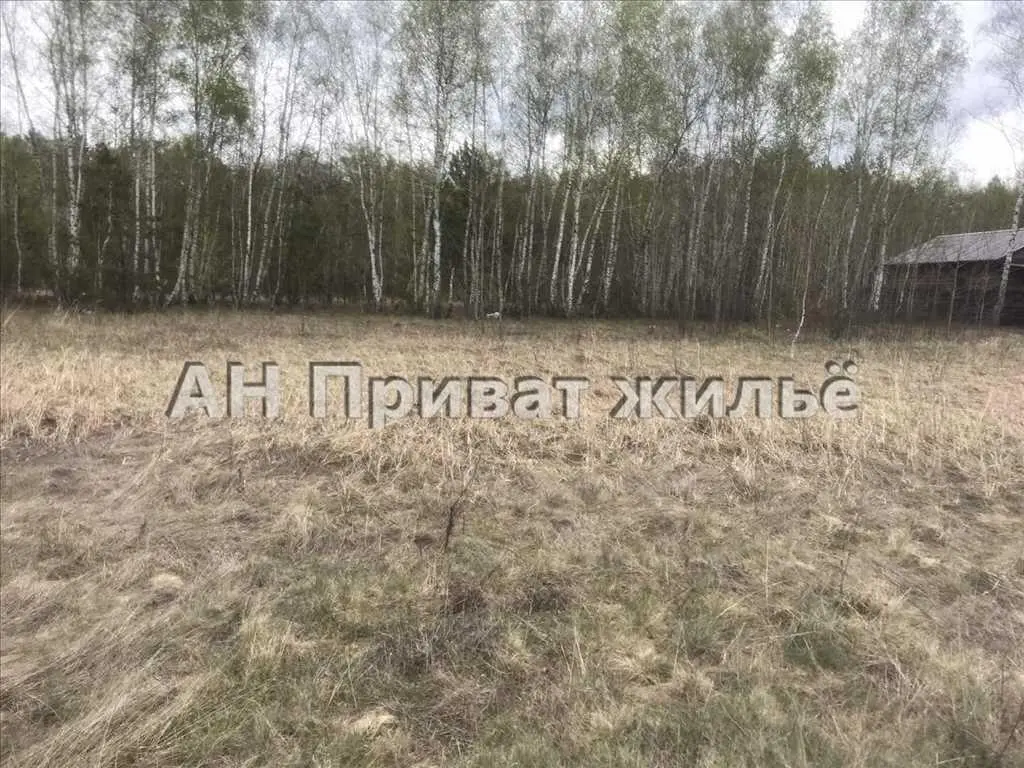 Мальовнича земельна ділянка поруч з сосновим лісом.