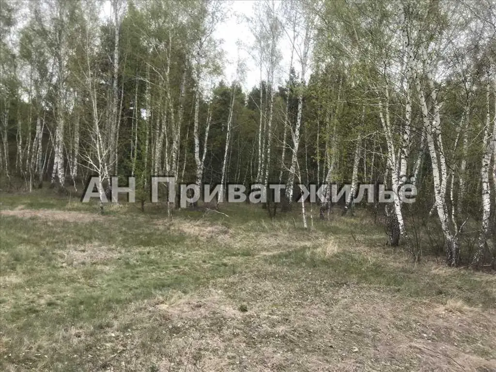 Мальовнича земельна ділянка поруч з сосновим лісом.