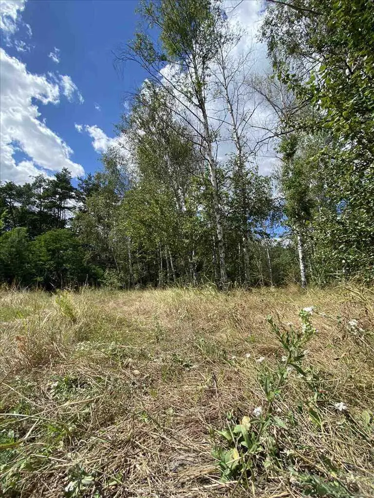 Ділянка в сосоновому лісі!