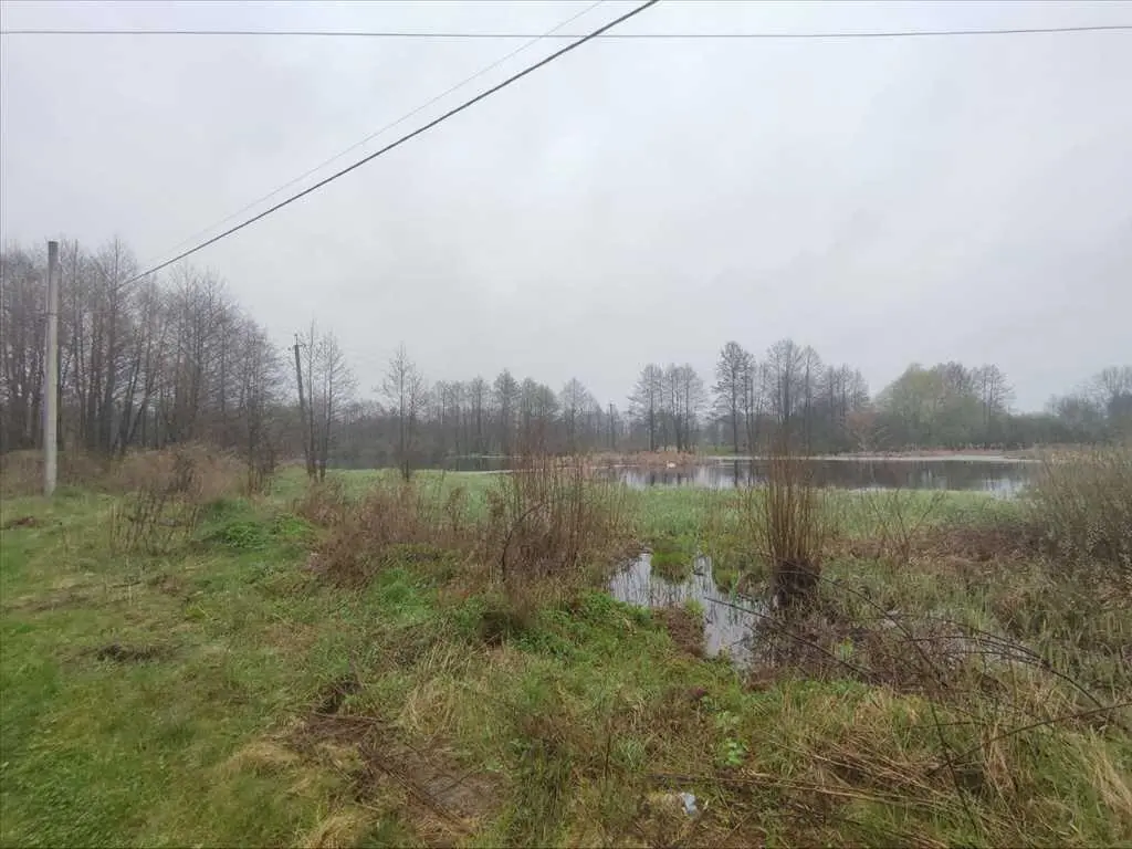 Ділянка з видом на сосновий ліс, Вакуленці