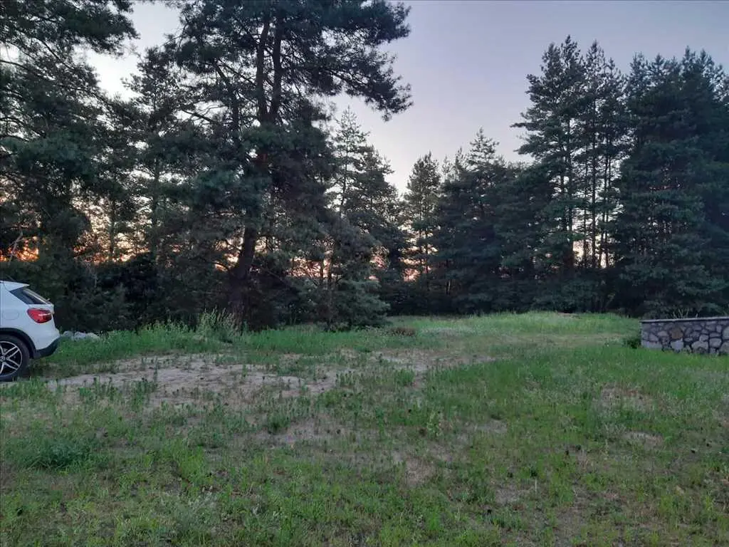 Дім у сосновому лісі