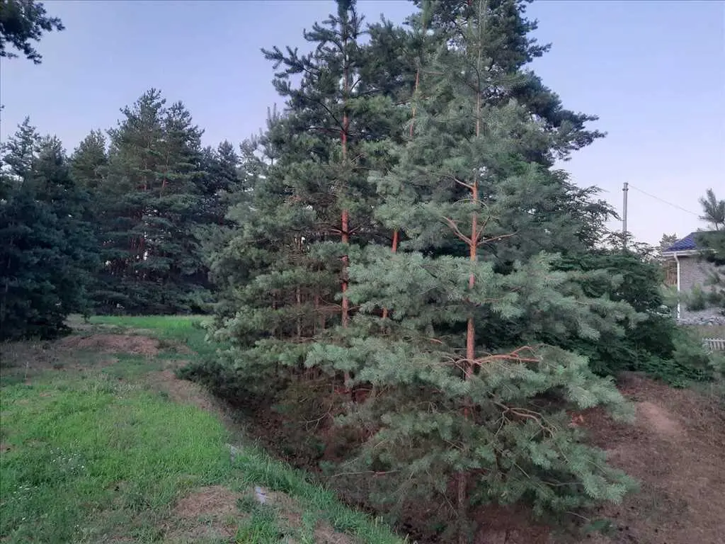 Дім у сосновому лісі