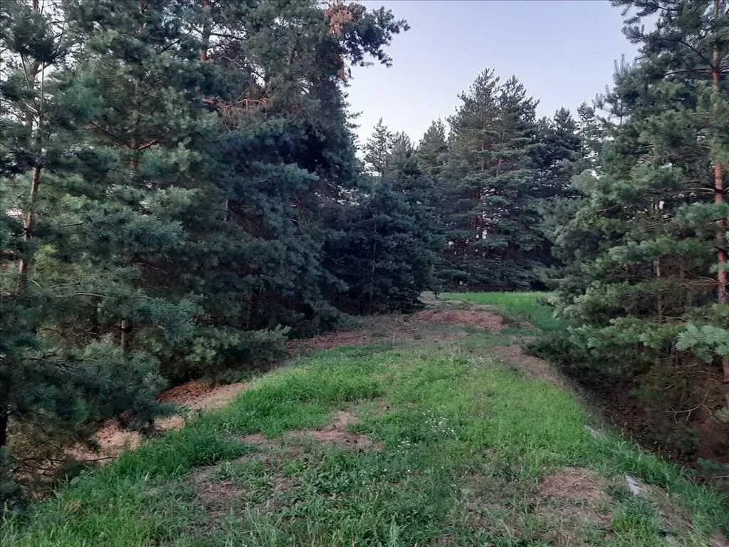 Дім у сосновому лісі