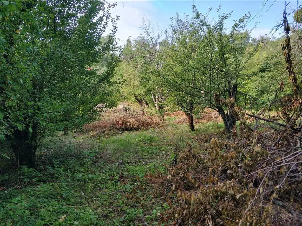 Земельна ділянка в Дендропарку!