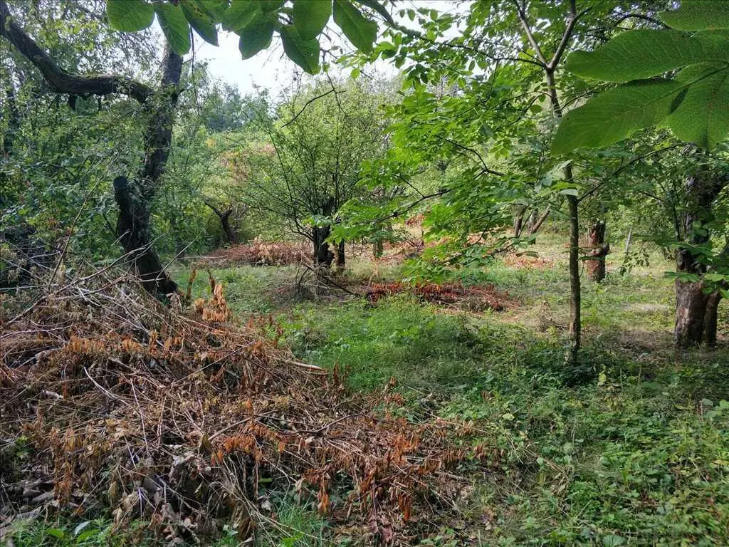 Земельна ділянка в Дендропарку!