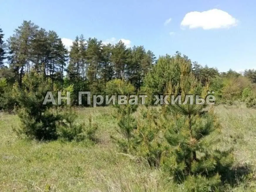 Земельный участок в сосновом лесу