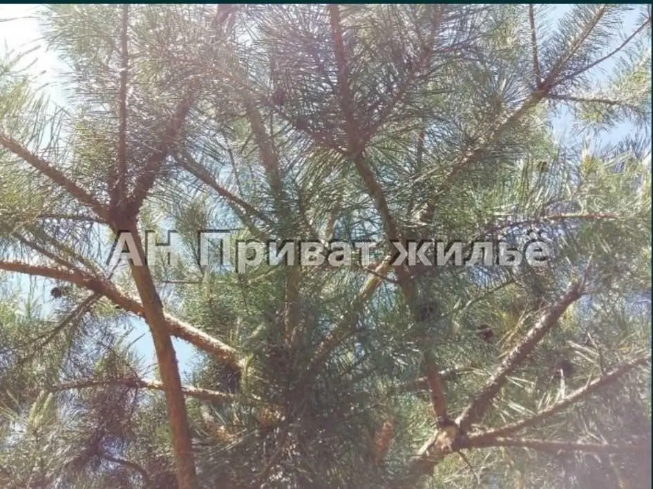 Земельный участок в сосновом лесу