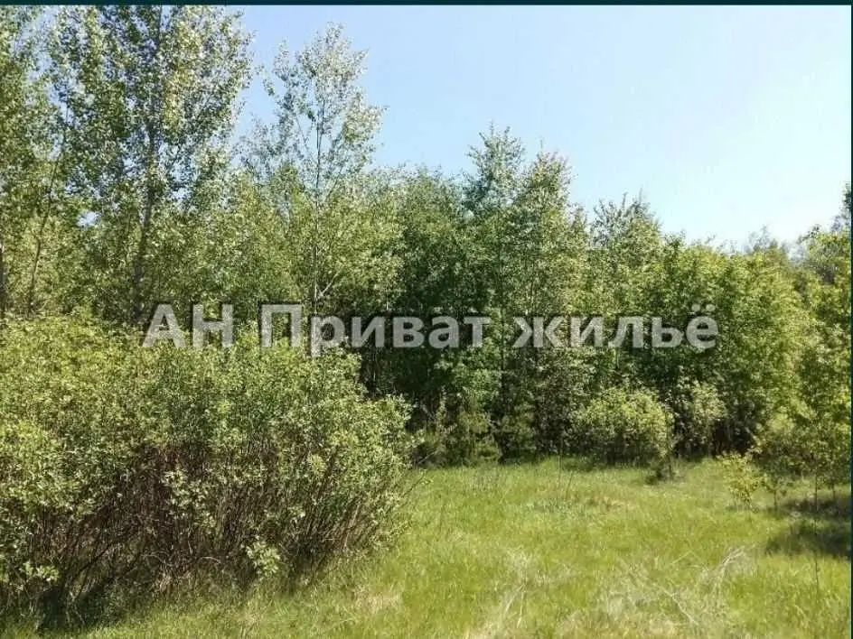 Земельный участок в сосновом лесу