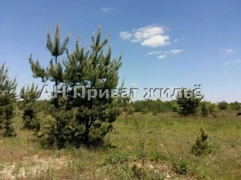 Земельный участок в сосновом лесу