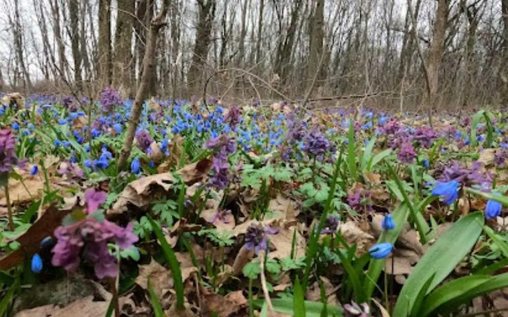 Чудова ділянка біля лісу в с  Буланово! 