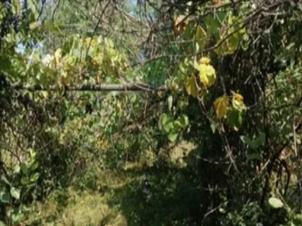 Продається дача в с.Нижні Вільшани!!!