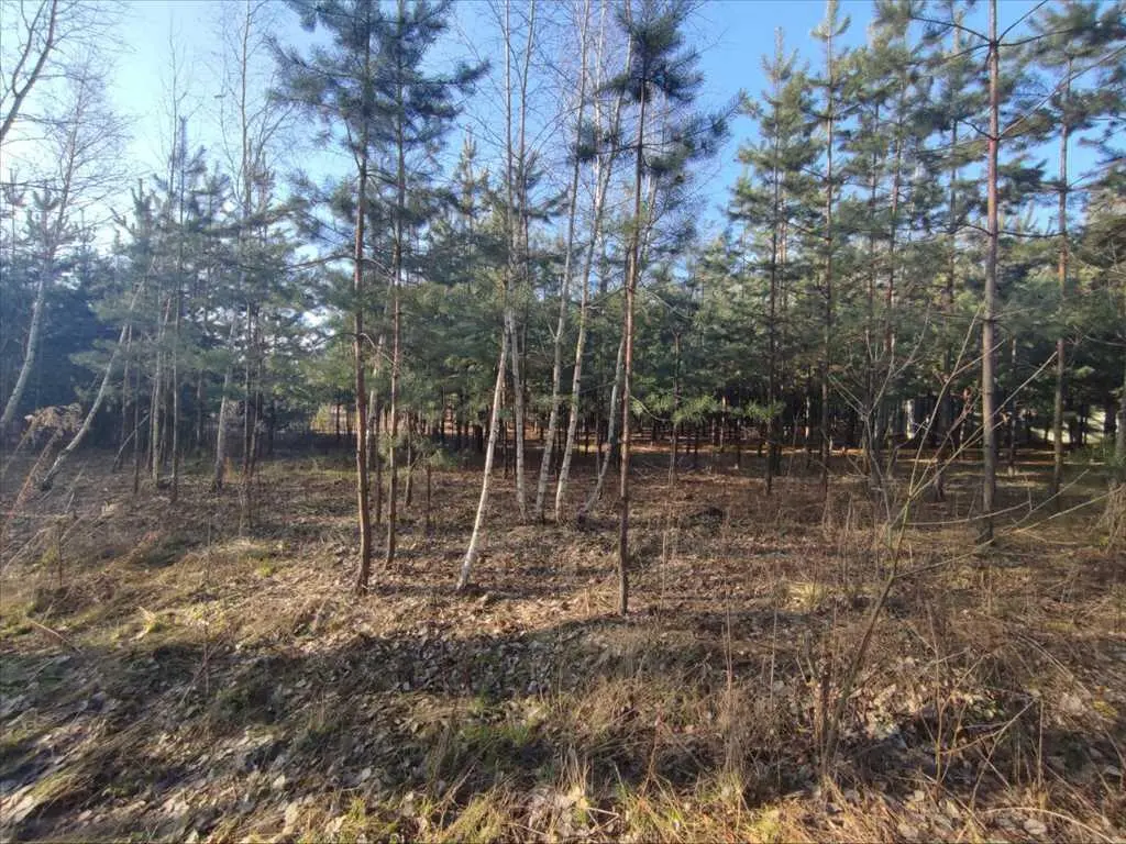 Ділянка в сосновому лісі