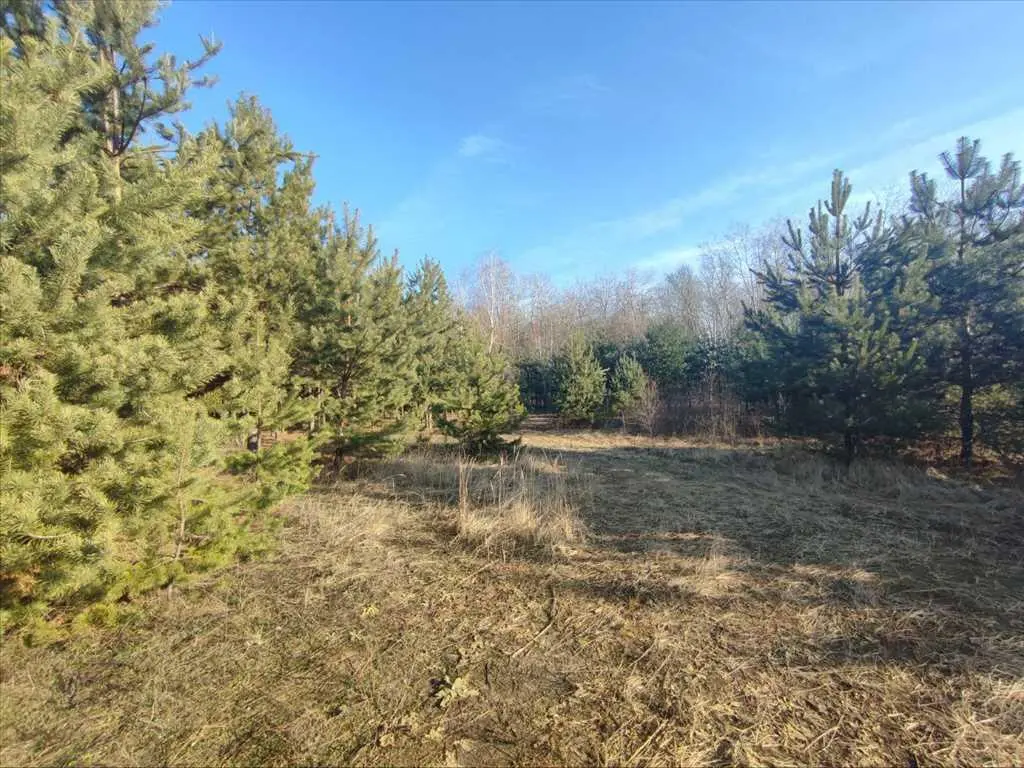 Ділянка в сосновому лісі