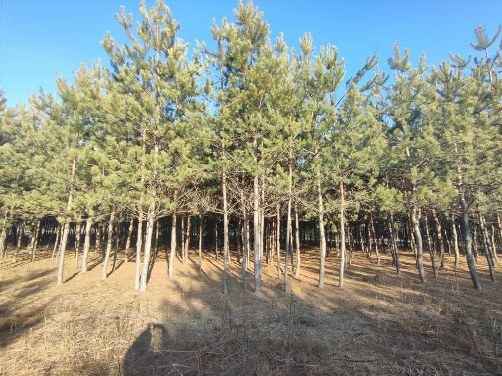 Ділянка в сосновому лісі