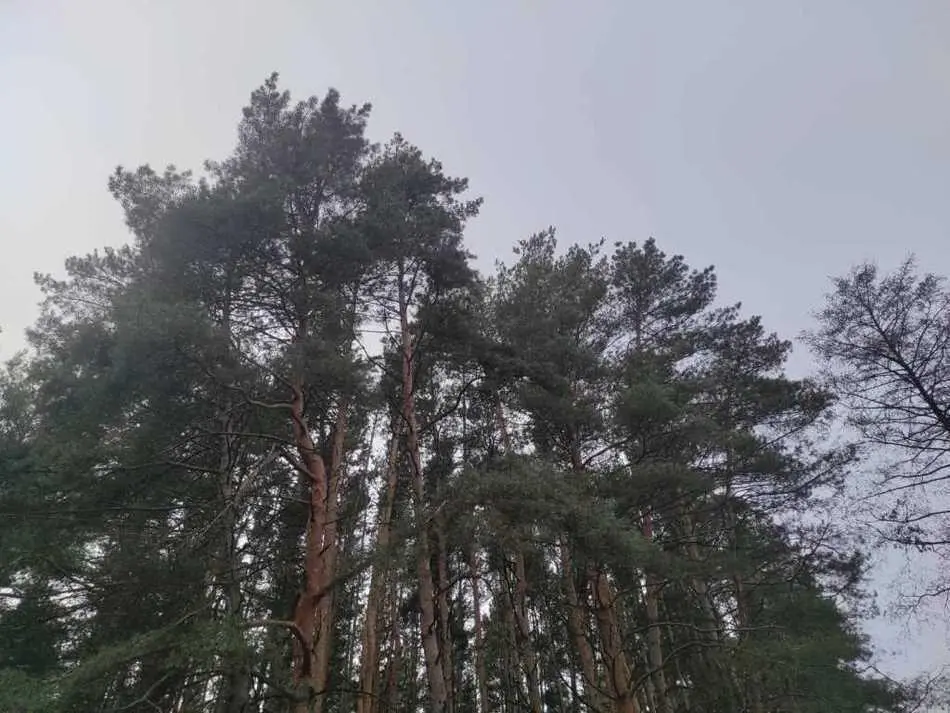 Земельна ділянка біля хвойного лісу!