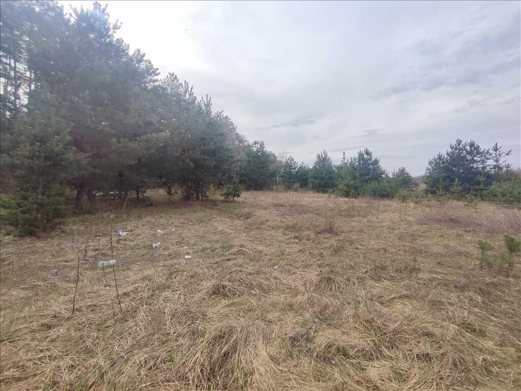 Ділянки поміж соснових насаджень, межа міста!