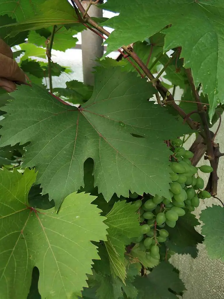 Ділянка в Вакуленцях!