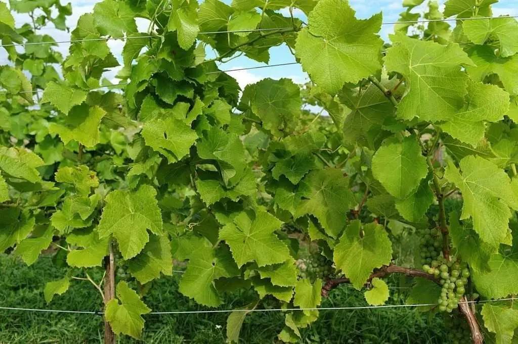 Ділянка в Вакуленцях!