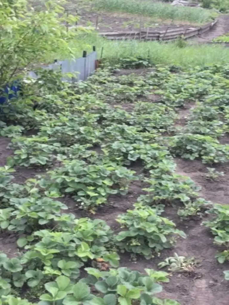 Полтавський район, Дача на станції Божкове 