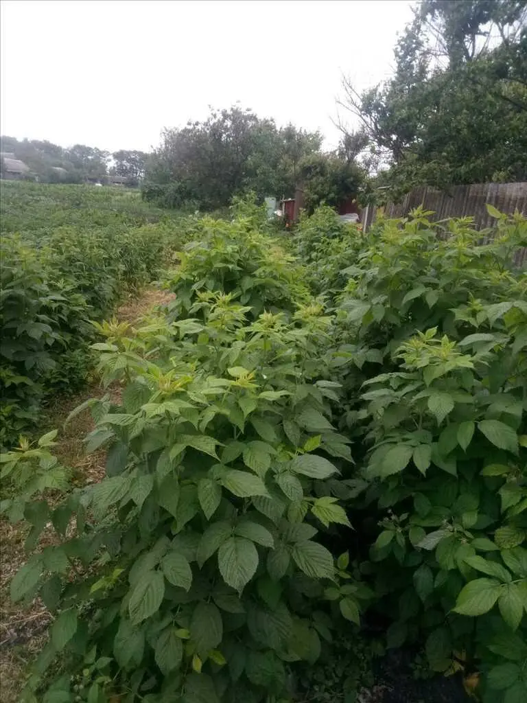 Бюджетний будинок в Рунівщині! 