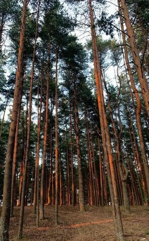 Ділянка з виходом до Коломаку в Затуріно! 