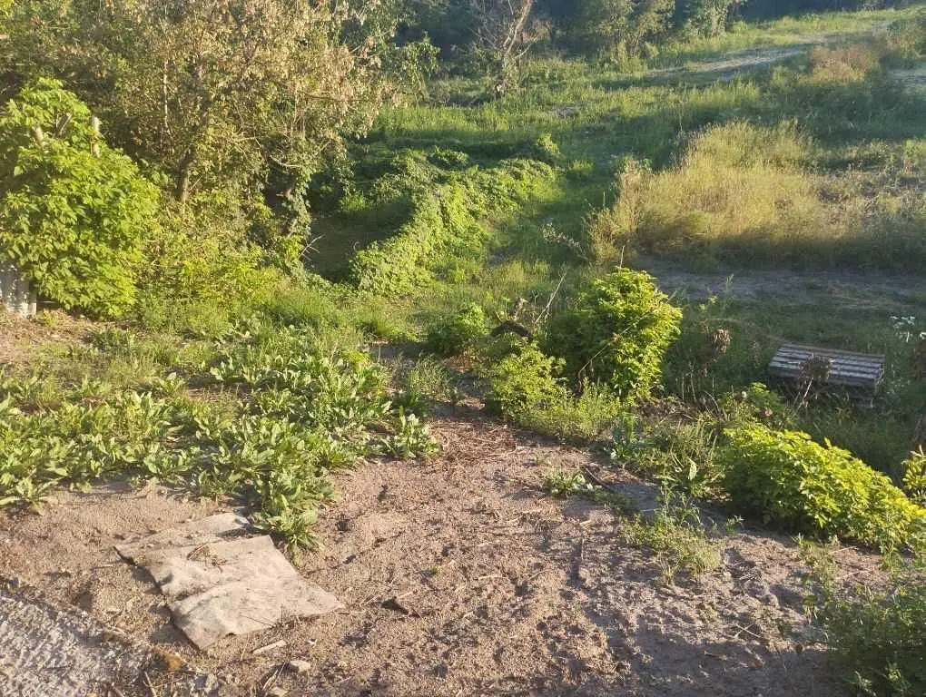 Ділянка з видом на ліс! 